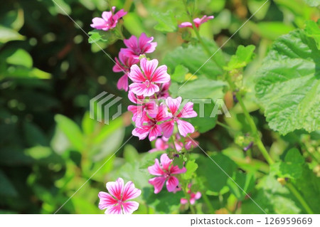 金錢錦葵（錦葵）花 126959669