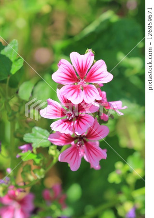 Money mallow (Mallow) flower 126959671