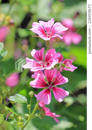 Money mallow (Mallow) flower 126959673