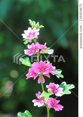 Money mallow (Mallow) flower 126959675