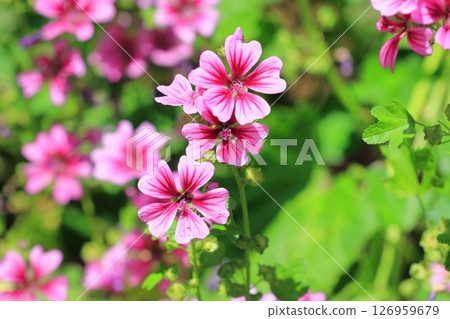 Money mallow (Mallow) flower 126959679
