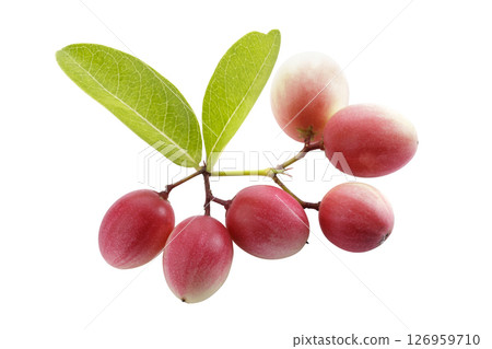 Pile of Karonda Fruit, Carissa carandas L. Karanda; Carunda isolated on a white background Pile of Karonda Fruit, Carissa carandas L. Karanda; Carunda isolated on a white background 126959710