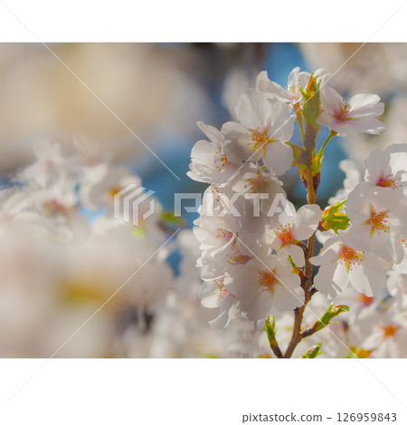 Close-up of cherry blossoms in full bloom Close-up of cherry blossoms in full bloom 126959843