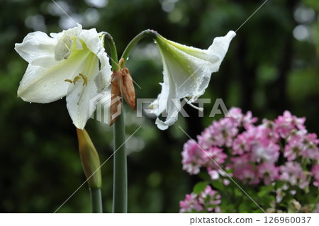 Pure white amaryllis Christmas gift Balcony gardening 126960037