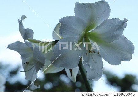 Pure white amaryllis Christmas gift Balcony gardening 126960049