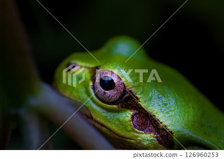 Tree frog Tree frog 126960253