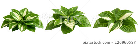 一組帶有美麗綠色和白色玉簪葉的室內植物 126960557