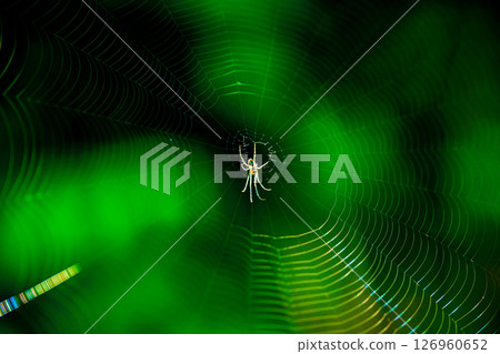 A spider web shining in the sunlight A spider web shining in the sunlight 126960652