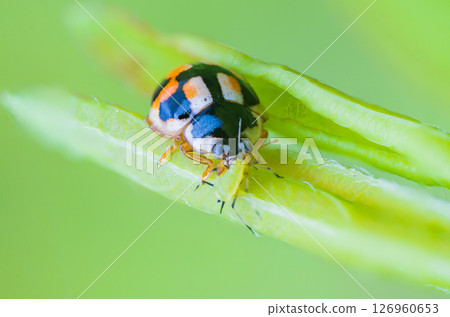 A ladybird that prey on aphids A ladybird that prey on aphids 126960653