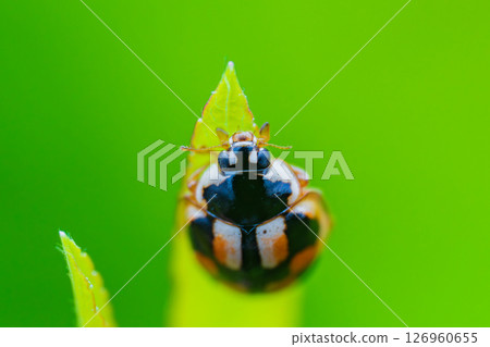 Ladybug (Ladybug) hiding in the grass Ladybug (Ladybug) hiding in the grass 126960655