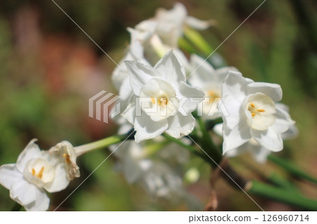 綠葉環繞的美麗白色水仙花 綠葉環繞的美麗白色水仙花 126960714