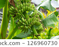 Green Banana Cluster on Tree 126960730