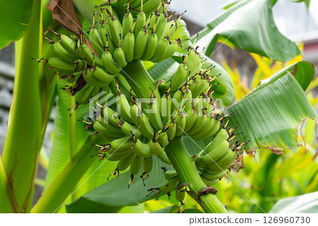 Green Banana Cluster on Tree Green Banana Cluster on Tree 126960730
