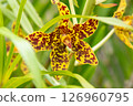 Tiger Orchid in Bloom 126960795
