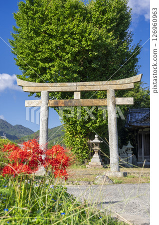 重利八幡宮與紅蜘蛛百合（京都府龜岡市曾我部町） 126960963