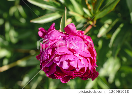 Pink peony at springtime, real life photo, paeonia Pink peony at springtime, real life photo, paeonia 126961018