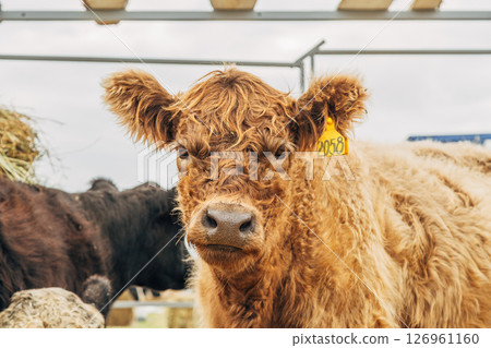 Galloway cattle breed for meat production 126961160