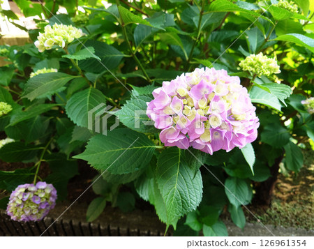 繡球花盛開在雨季的清除 126961354