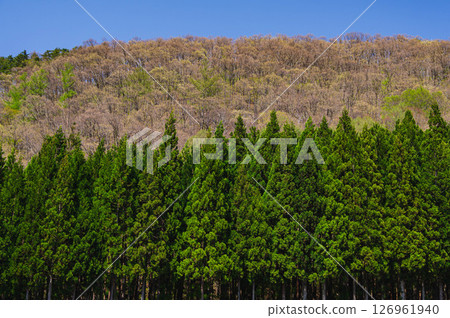 清新綠色的森林和山脈 126961940