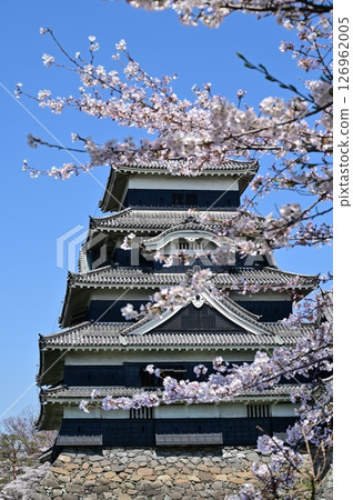 Matsumoto Castle tower and Yoshino cherry blossoms on a clear day 126962005