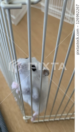Here comes Hamster Daifuku Here comes Hamster Daifuku 126962267