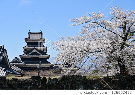 Somei-yoshino cherry blossoms seen from the ruins of Ninomaru Palace, Matsumoto Castle 126962452