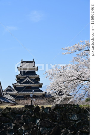 Somei-yoshino cherry blossoms seen from the ruins of Ninomaru Palace, Matsumoto Castle 126962468