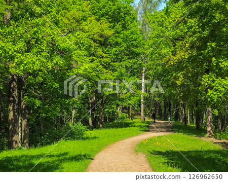 Sunny lighting tree trail in the park. Sunny lighting tree trail in the park. 126962650