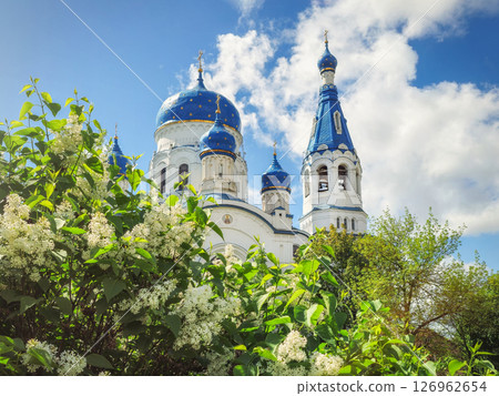 White lilac bushes near the temple. Gatchina 126962654