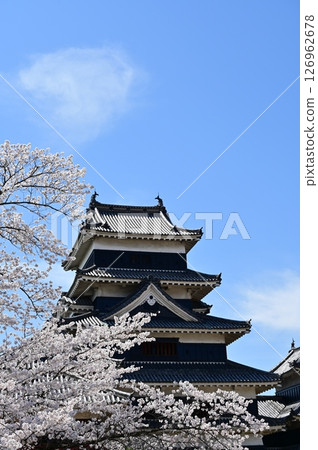 Matsumoto Castle: Cherry blossoms and the castle tower 126962678