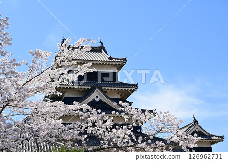 松本城:櫻花與天守閣 松本城:櫻花與天守閣 126962731
