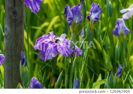 Irises swaying in early summer and a visiting bee Irises swaying in early summer and a visiting bee 126962904