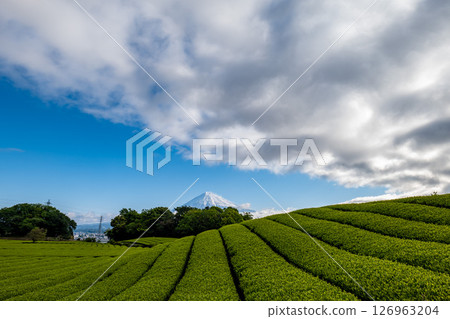 靜岡縣富士市岩本山和富士山的綠茶田， 126963204