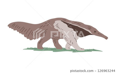 Wild animal Giant anteater with long nose and tail 126963244