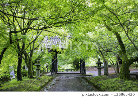 初夏的黑門秋月城跡，綠意盎然 126963420