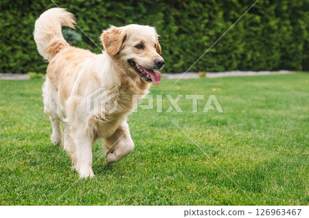 Golden Retriever walking on green grass in backyard garden, looking happy with tongue out and tail up during outdoor playtime 126963467