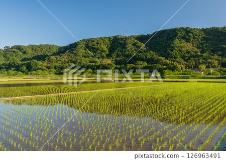 三之輪農田的稻田風光：初夏的清爽景色 126963491
