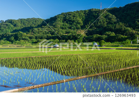 三之輪農田的稻田風光:初夏的清爽景色 三之輪農田的稻田風光:初夏的清爽景色 126963493