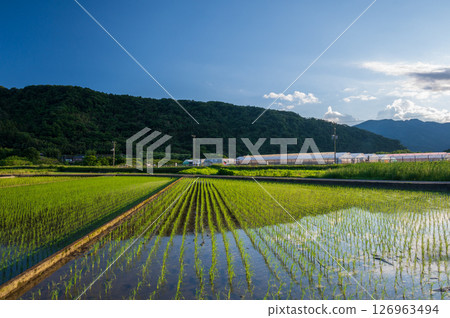 三之輪農田的稻田風光:初夏的清爽景色 三之輪農田的稻田風光:初夏的清爽景色 126963494