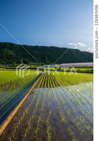 Rice field scenery in Minowa Farmland: A pristine early summer scene 126963496