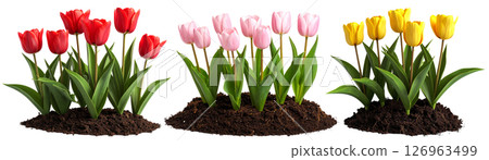 A set of lots of pink, red and yellow tulips 126963499