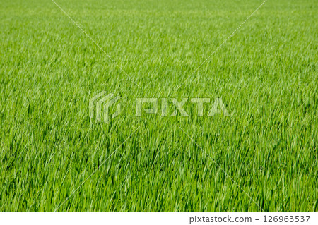 稻田 稻田 126963537