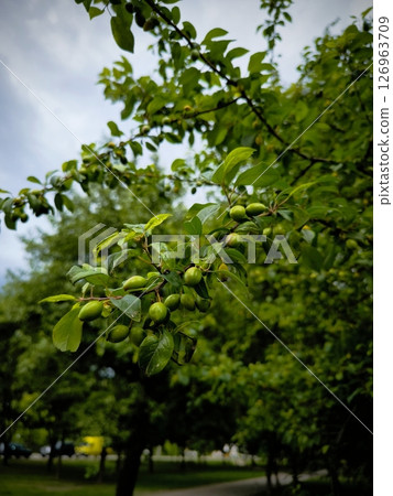 young green cherry plum on a branch. Healthy natural food. Harvest in the garden. tree branch in the garden with green fruits 126963709