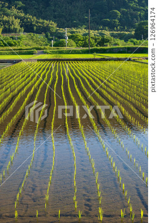 Sky floating over rice paddies Reflection of rice paddies 126964174