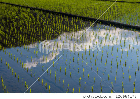 Sky floating over rice paddies Reflection of rice paddies 126964175