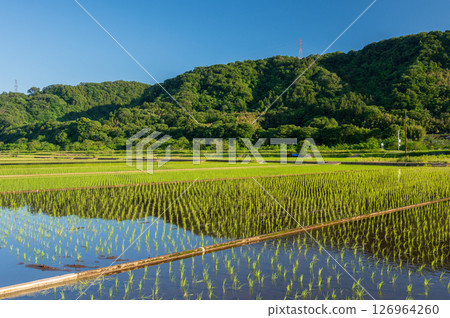 Rice field scenery in Minowa Farmland: A pristine early summer scene 126964260