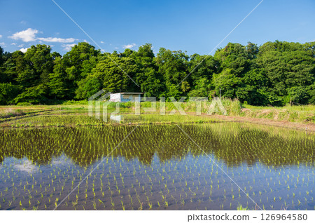 Rice field scenery with the sky reflected 126964580