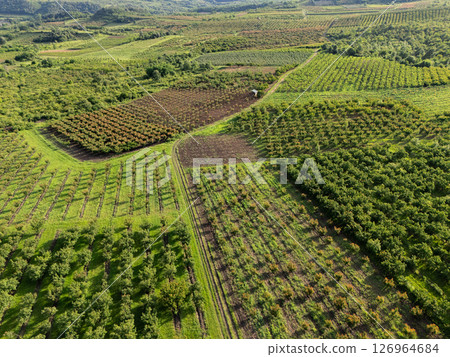 Aerial view of agricultural land. Valley of fruit farms Aerial view of agricultural land. Valley of fruit farms 126964684