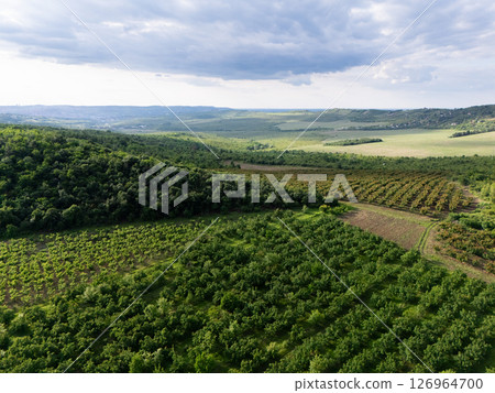 Aerial view of agricultural land. Valley of fruit farms Aerial view of agricultural land. Valley of fruit farms 126964700