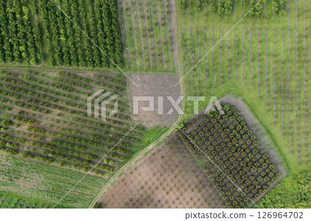 Aerial view of agricultural land. Valley of fruit farms 126964702